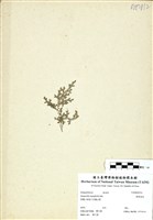 藏品(膜葉卷柏)的圖片